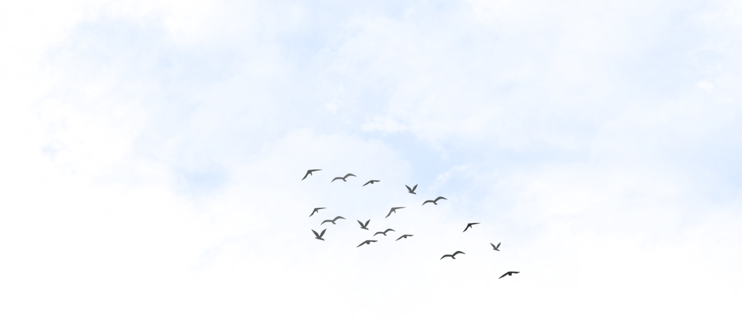birds-img